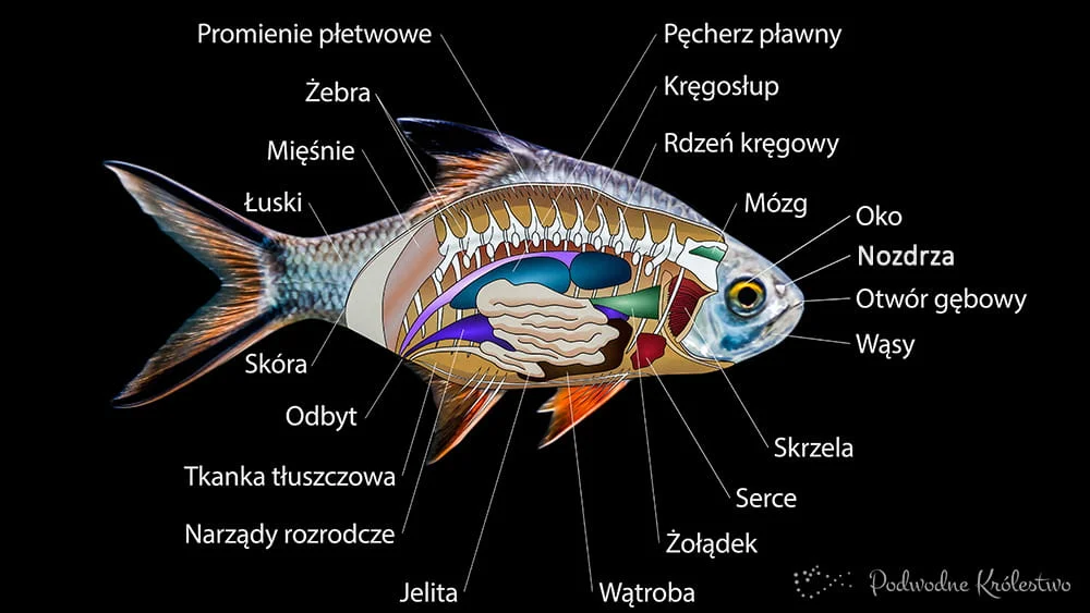 Organy wewnetrzne ryb