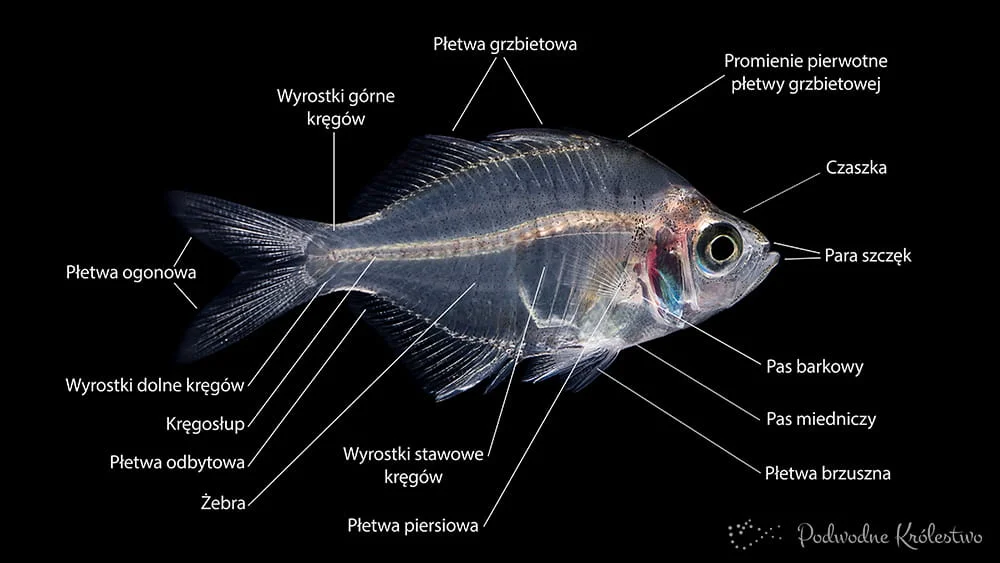 Szkielet ryby