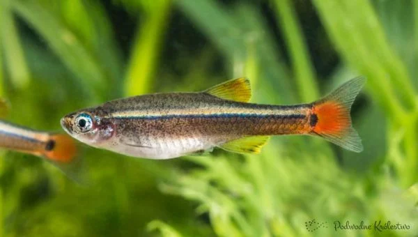 Kardynałek chiński - Tanichthys albonubes