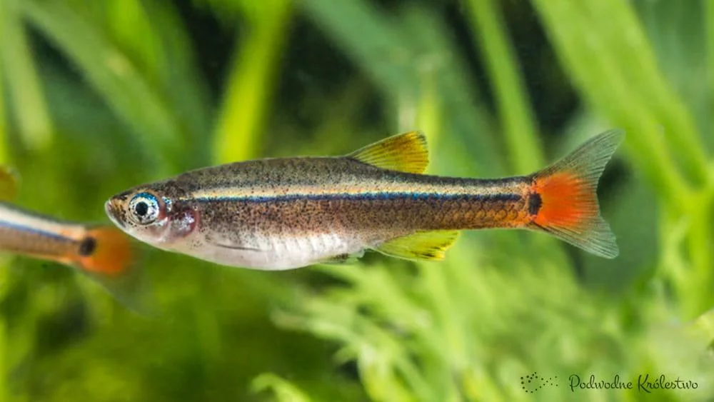 Kardynałek chiński - Tanichthys albonubes