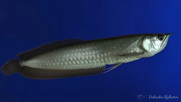 Arowana