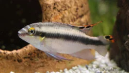 Barniaki czerwonobrzuche