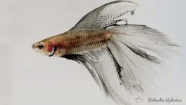 Bojownik wspaniały