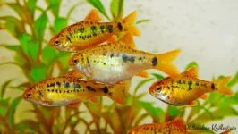 Brzanka Zielona