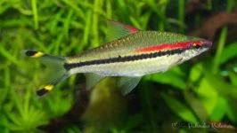 Brzanka Denisona na www.podwodnekrolestwo.pl