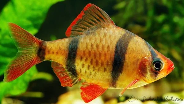 Brzanka z Sumatry
