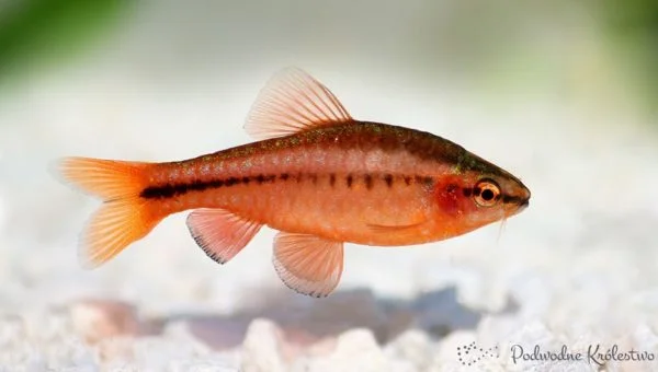 Brzanka wysmukła