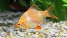 Brzanka albinos