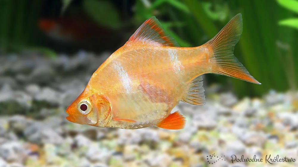 Brzanka albinos