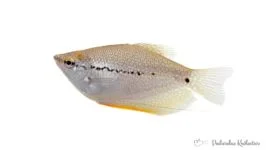 Gurami mozaikowe