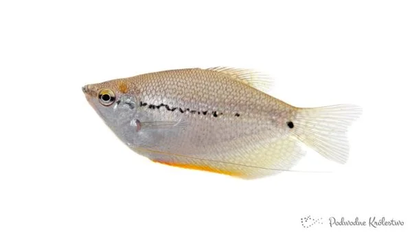 Gurami mozaikowe
