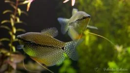 Gurami mozaikowe 2