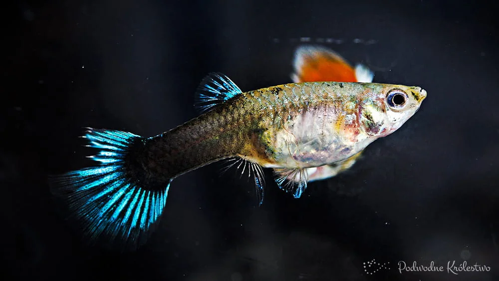 Martwica płetw