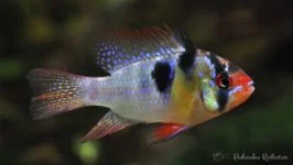 Pielęgnica Ramireza (motylowa)