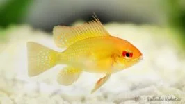 Pielęgnica Ramireza gold