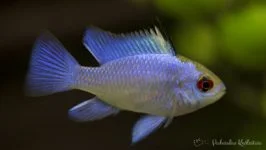 Pielęgnica Ramireza Electric blue
