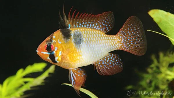 Pielęgnica Ramireza (motylowa)