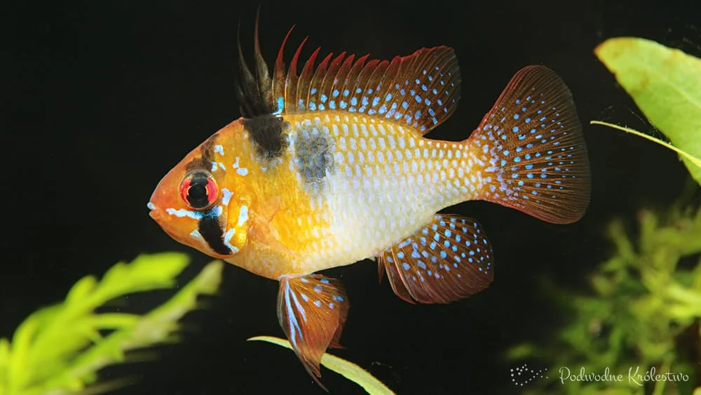 Pielęgnica Ramireza (motylowa)