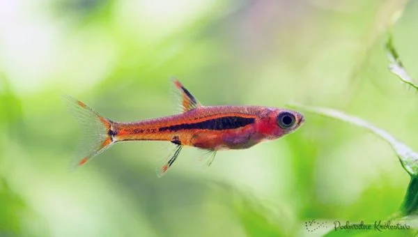 Razbora