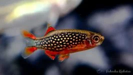 Razbora