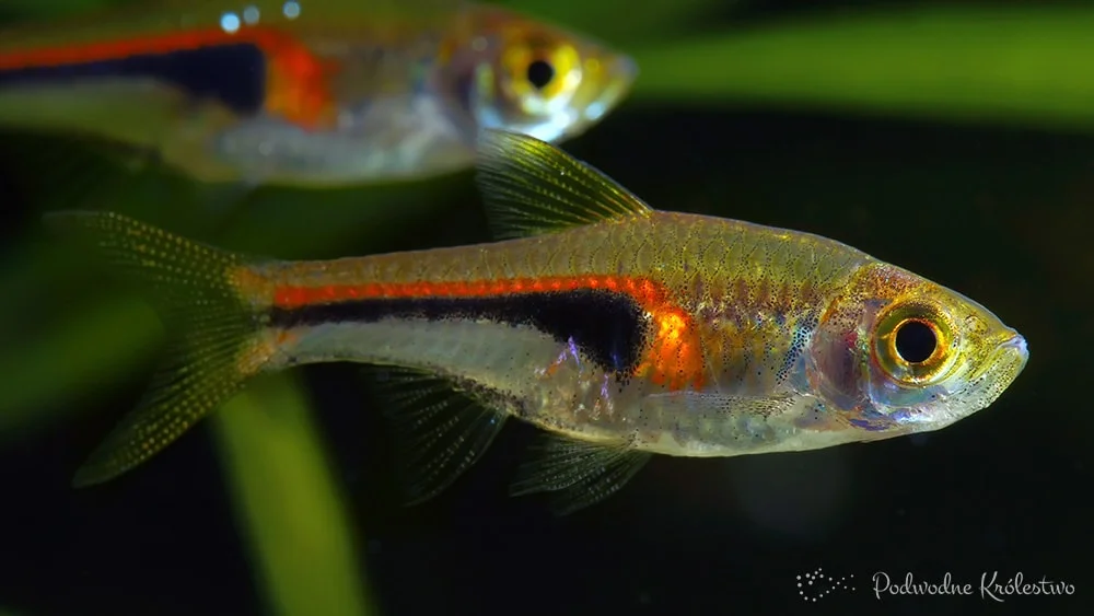 Razbora