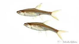 Razbora