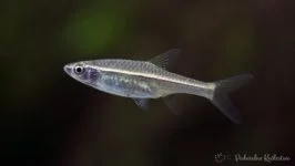 Razbora
