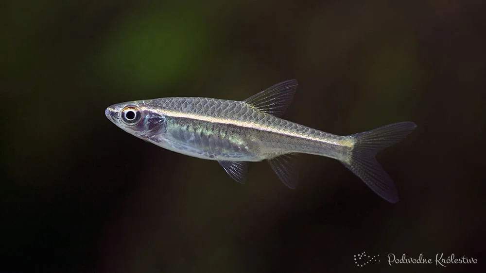 Razbora