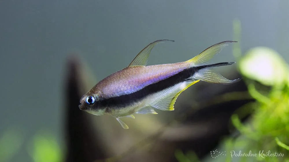 Tetra cesarska