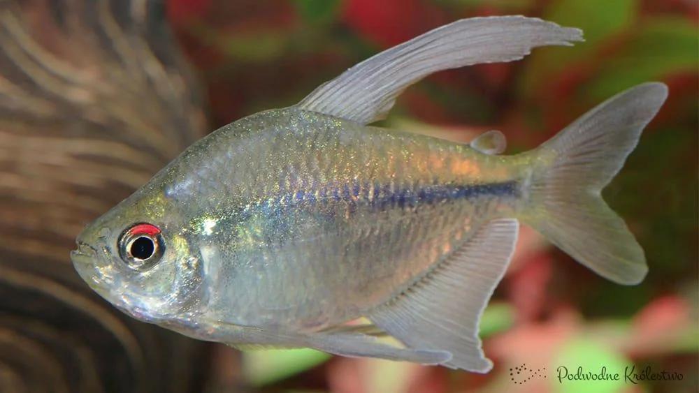 Tetra diamentowa – Błyszczyk brylantowy