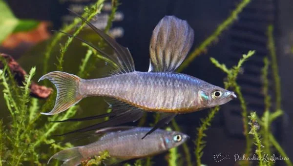 Promieniczka Wrnera