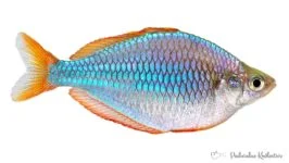 Tęczanka neonowa