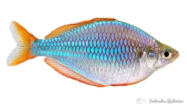 Tęczanka neonowa
