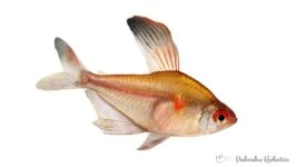 Bystrzyk ornatus