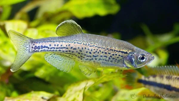 Danio lamparci