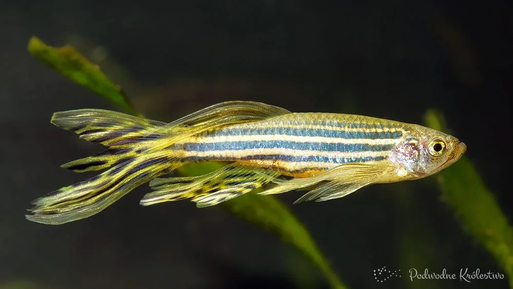 Danio pręgowany