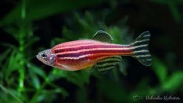 Danio pręgowany różowy