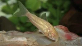 kirys albinos