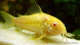 Kirys albinos