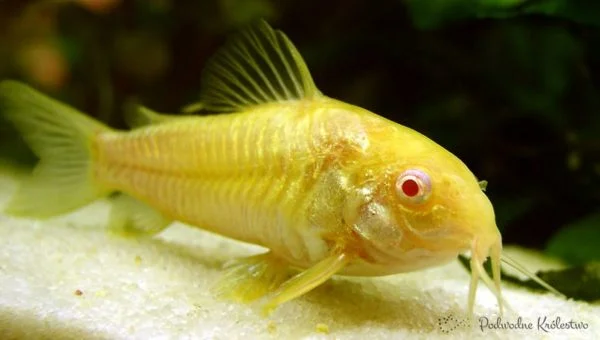 Kirys albinos