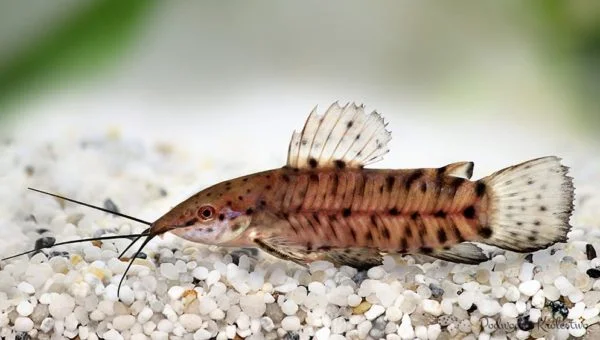 Kiryśnik