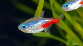 Neon Inessa