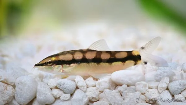 Bocja karłowata
