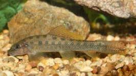 Glonojad syjamski