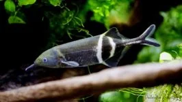 Mruk Petersa