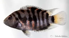 Pielęgnica zebra 2