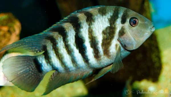 Pielęgica zebra