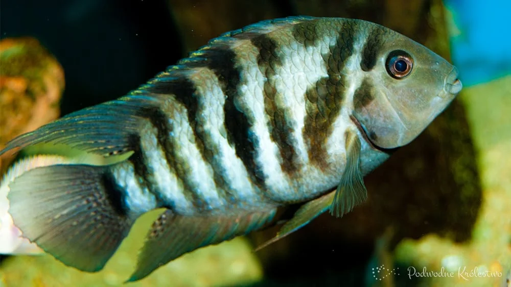 Pielęgica zebra