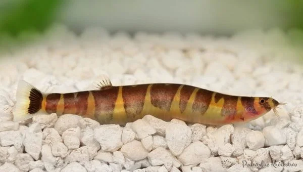 Piskorek kuhla, Piskorek sumatrzański,