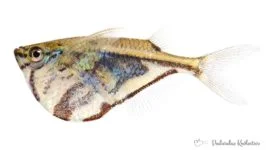 Pstrążenica marmurkowa